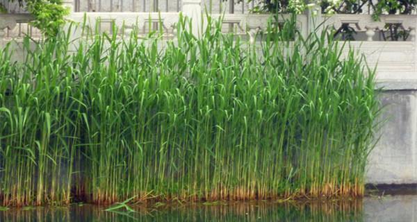 水生植物生态与保护（探索水下世界中的神奇生命）