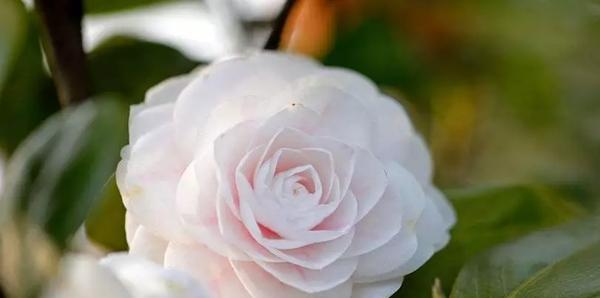 红色山茶花花语及代表意义（探究山茶花的花语与代表意义）