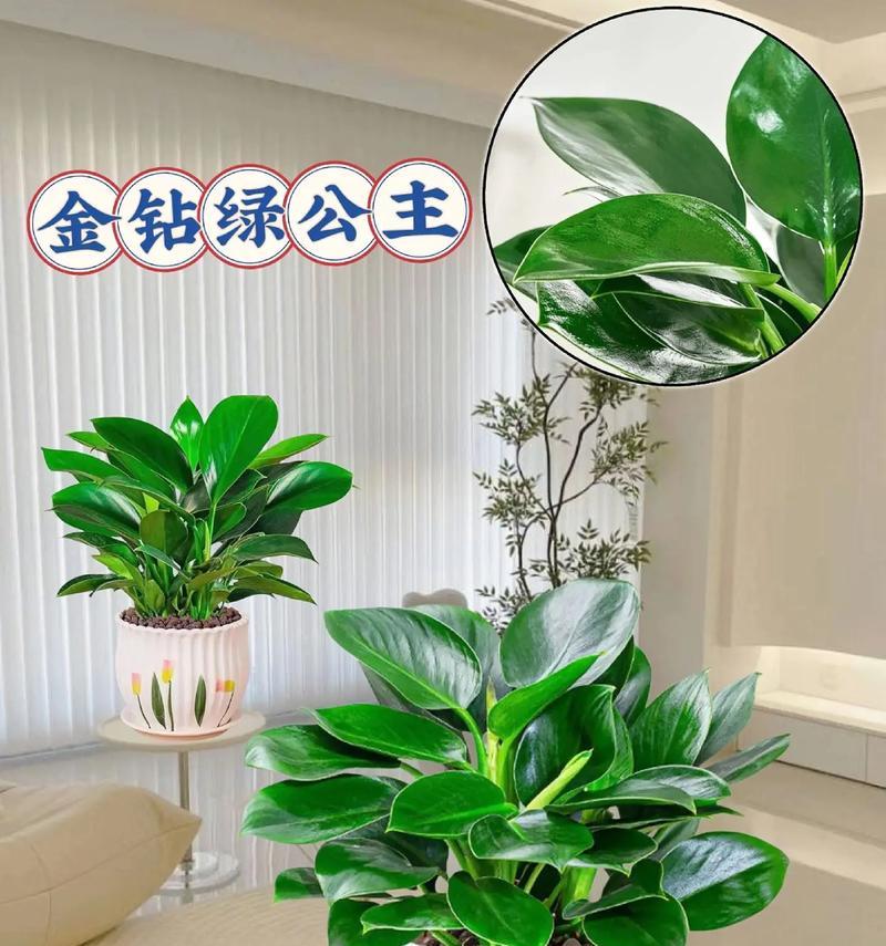 金钻冬天养护指南（让你的金钻健康过冬，美丽绽放）