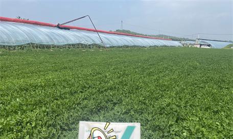 如何选择适合花生生长的肥料？（花生的肥料类型及施用方法）