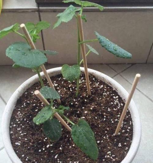 黄秋葵播种时间及栽培技巧（优质的黄秋葵种子选购及栽培过程详解）