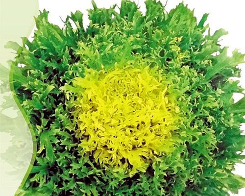 苦菊种子的种植方法（从选种到收获，一步步教你种植苦菊）