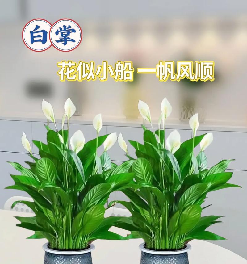 白掌换盆的最佳时间（了解白掌换盆时机，让植物健康成长）