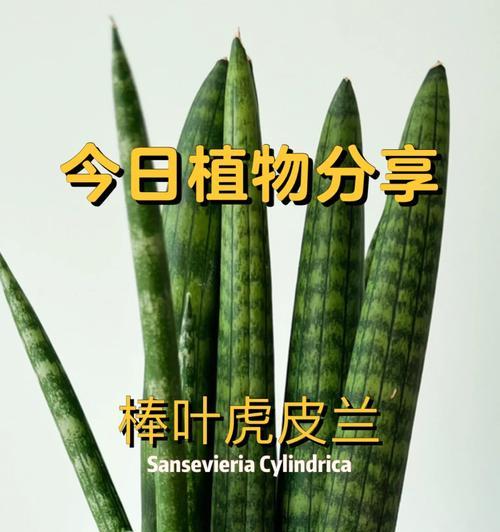 金边虎皮兰换盆指南（打造健康美丽的家居植物生活）