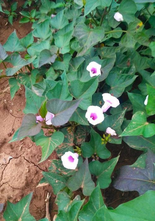红薯的开花及特点（红薯开花的外观与原因）