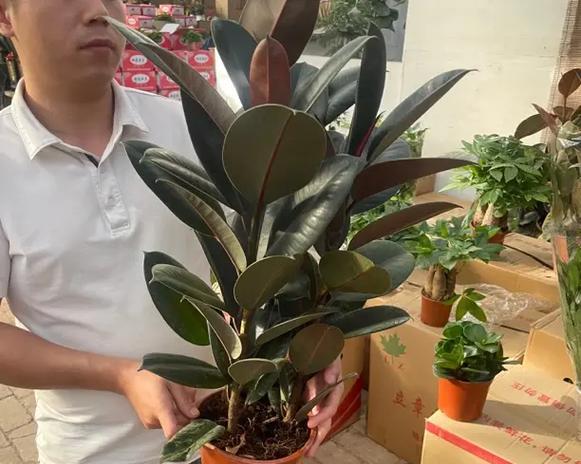 如何有效养殖黑金刚（黑金刚饲养技巧与注意事项）