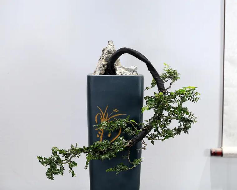 黑骨茶盆景养护全攻略（注意事项与养护方法详解，让你的盆景长得更好）