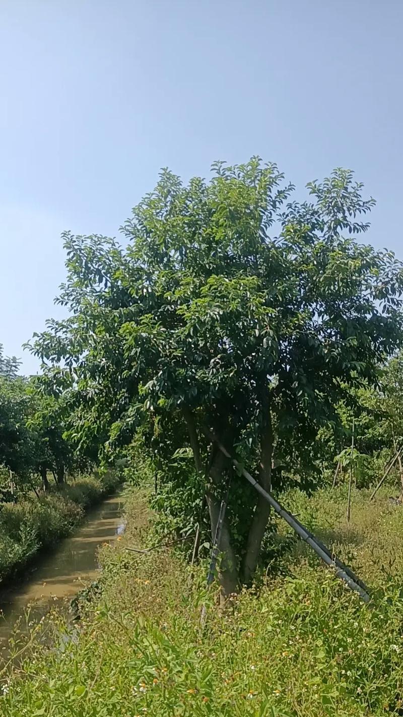 如何种植高产的扁豆？（掌握正确的种植时间和方法，让扁豆丰收）