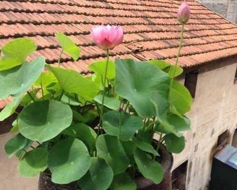 荷花在室内养护技巧（从种植、水质、施肥到光照，打造优美的荷花庭院）