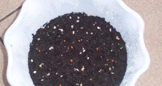 萝卜的生长周期（了解萝卜生长周期，掌握种植技巧）