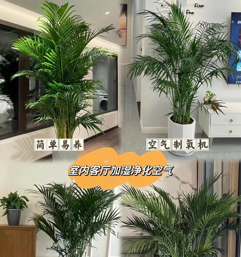 如何成功养殖凤尾竹（注意事项和养护技巧）