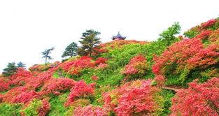 映山红和杜鹃花的区别,同根异名，花色斑斓的植物世界