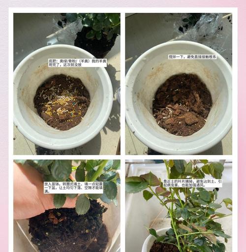 花卉换盆换土的正确方法（打造健康花园，学会正确换盆换土）