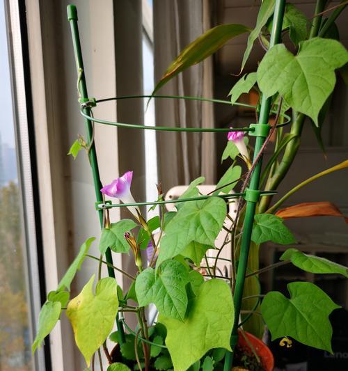 木耳菜冬天应该如何养护？（了解关键因素，让你的木耳菜安全过冬）