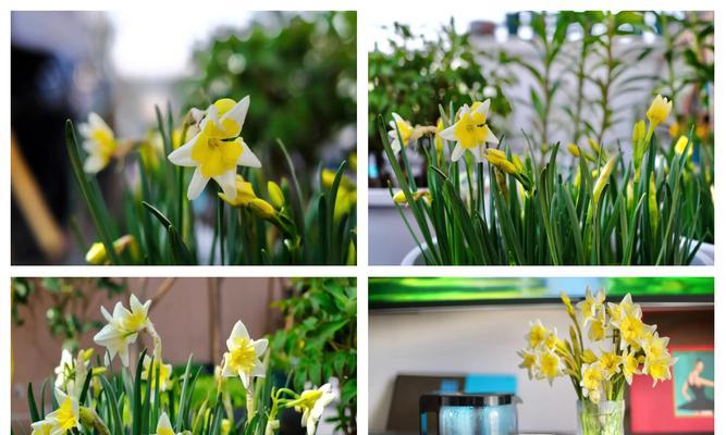 水仙花养护指南（如何正确养护未到开花的水仙）