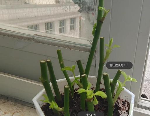 多肉植物雅乐之舞的繁殖与扦插方法（以多肉植物雅乐之舞为例，探究扦插繁殖的技巧与要点）