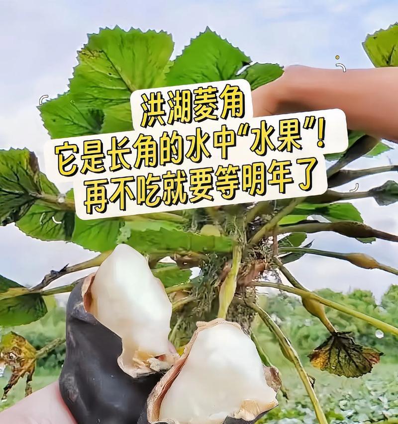 菱角在哪里主要生长？（菱角生长环境与生长地点详解）
