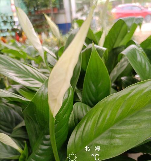 白鹤芋长势过高，如何应对？（白鹤芋过高生长的原因及解决方法）