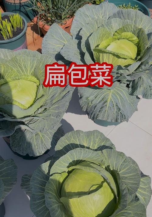 包心菜种植技巧与注意事项（几月份种植最佳？如何选择种子？如何照顾？一起来学习！）
