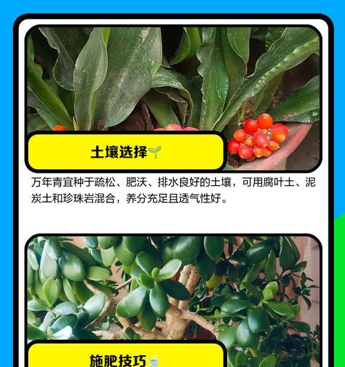 斑马万年青修剪技巧（轻松掌握斑马万年青修剪的方法，让它长得更高更美丽）