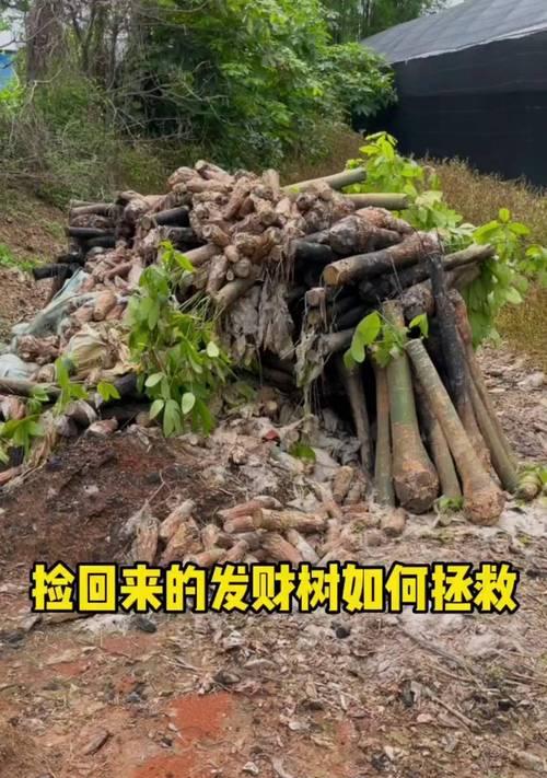 发财树烂根如何补救？（教你如何修复发财树的烂根问题）