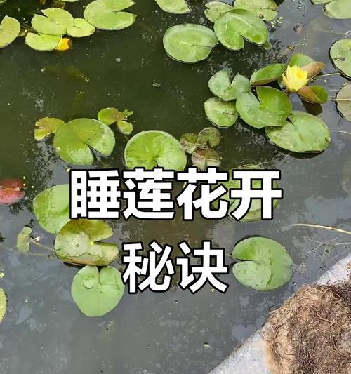 睡莲是喜欢阳光的水生植物（揭秘睡莲喜阳的原因及养护技巧）