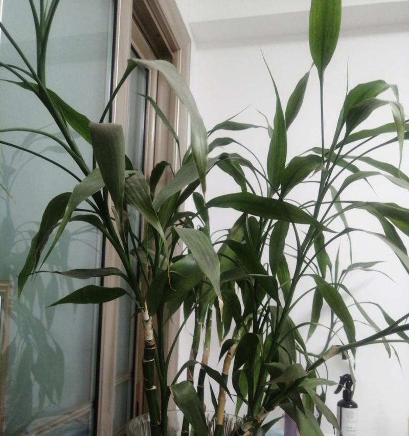 家里养竹子，招财进宝的风水大法宝（家居生态修复，竹子为你添绿又增福）