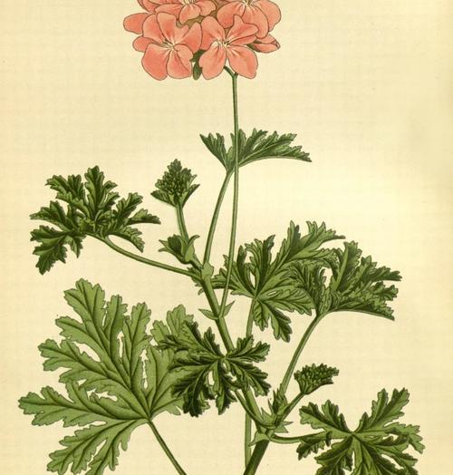 天竺葵的花语及代表意义（从爱情到勇气，揭秘天竺葵的多重寓意）