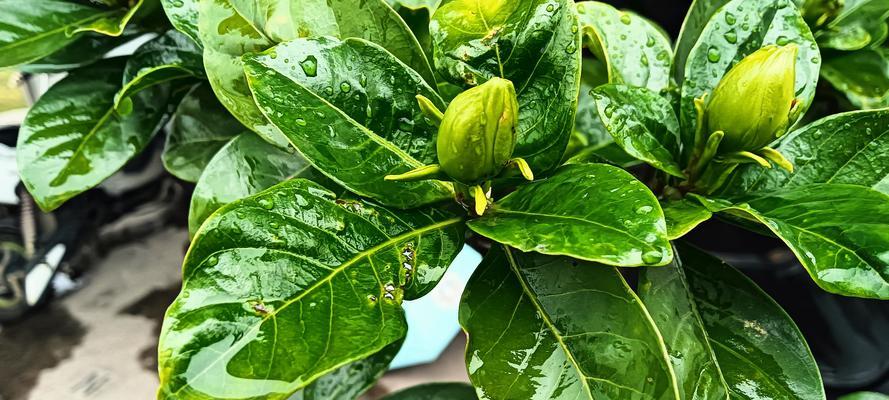 如何有效应对花草长蚜虫侵害（防治长蚜虫，保护花草健康）