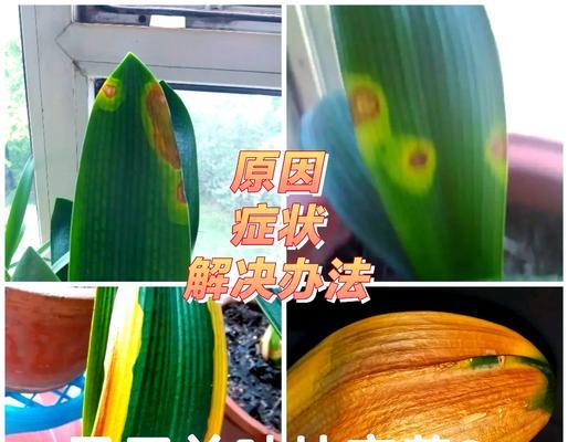 君子兰叶尖发黑变软的原因及解决方法（探究君子兰叶尖发黑变软的原因，并提供有效的解决方法）