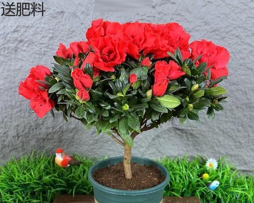 如何管理杜鹃花谢了的技巧（有效延长杜鹃花花期的方法）