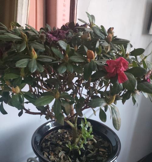 如何应对海棠花叶子发黑问题（海棠花养护技巧与注意事项）