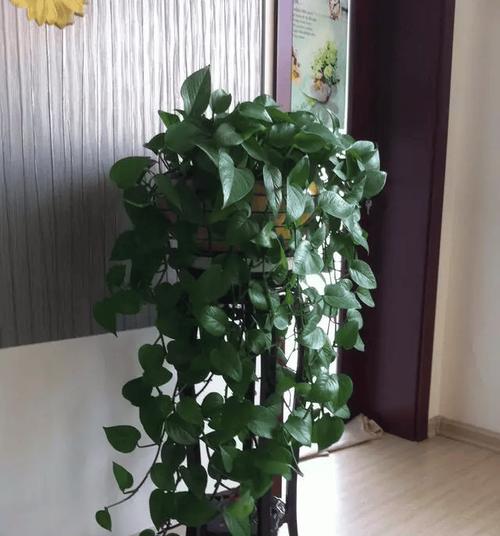 绿萝花植物的养殖技巧（打造美丽室内绿化空间，绿萝花植物不能错过）