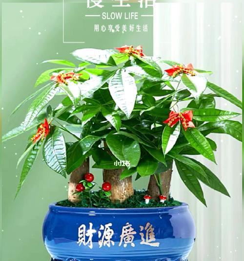 发财树的盆栽选择与养护（如何选择合适的盆栽与科学养护？）