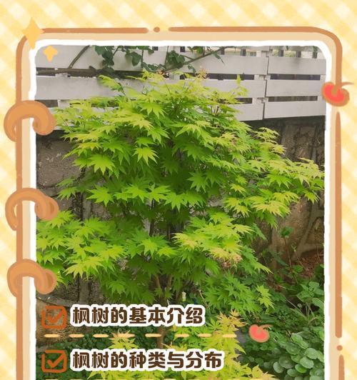 枫树的适宜生长环境及生长地点（探寻枫树在哪些地方茁壮成长）