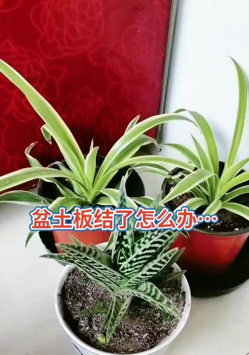 如何解决栽花土壤板结问题（打造松散肥沃的栽花土壤，助力花草生长）