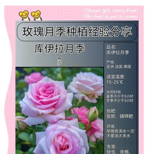 玫瑰花种子的种植方法（从选择种子到幼苗养护，轻松打造美丽花园）