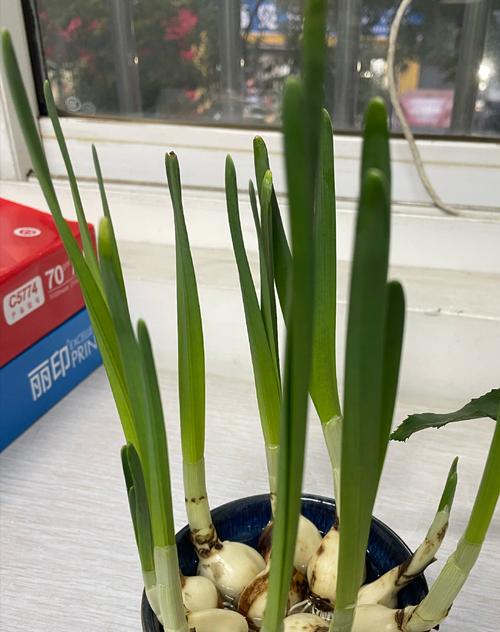 水仙花不开花的原因解析（水仙花生长环境和护理技巧）