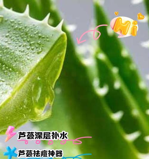 芦荟叶子的美味创意菜肴（探索芦荟叶子的烹饪潜力，带来健康与美味）