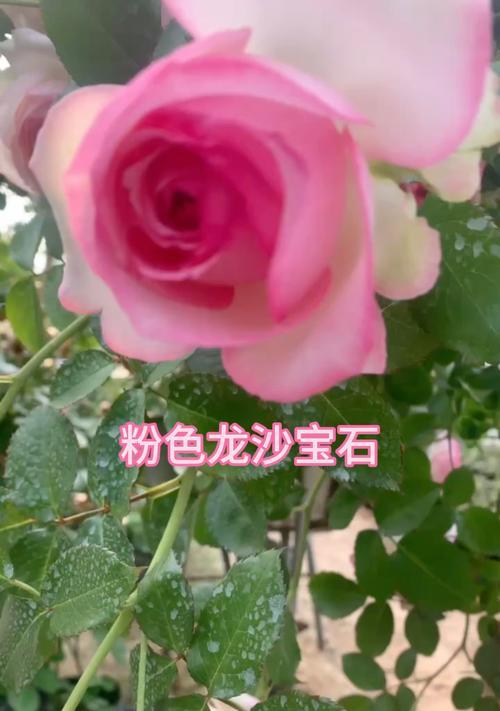 奶油龙沙宝石月季的优缺点（让你认识奶油龙沙宝石月季的优缺点，以便更好地栽培和管理）