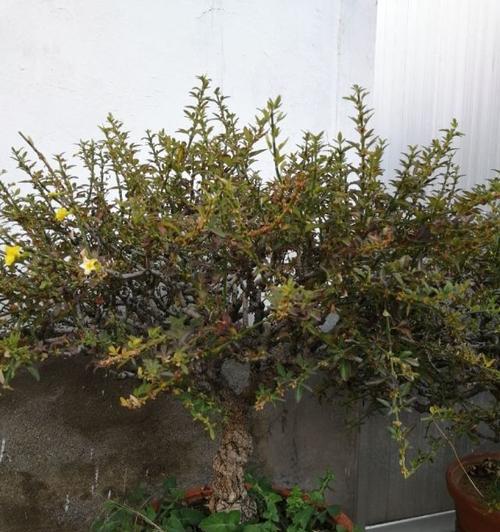 虎蹄迎春花盆景的养护之道（打造迷人花境，虎蹄迎春花盆景独步天下）