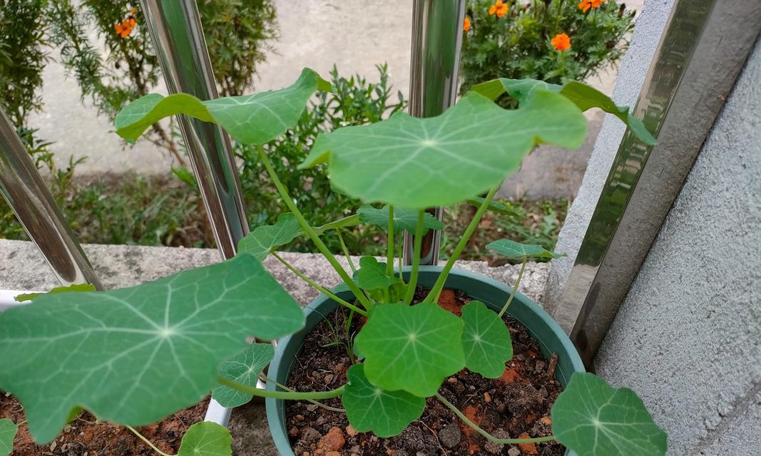 如何种植旱金莲苗？（掌握正确的种植技巧，让旱金莲苗活得更好）