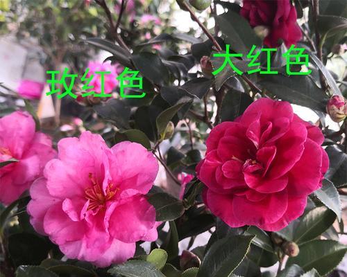 茶梅怎么养才能开花（茶梅的生长环境和养护技巧）
