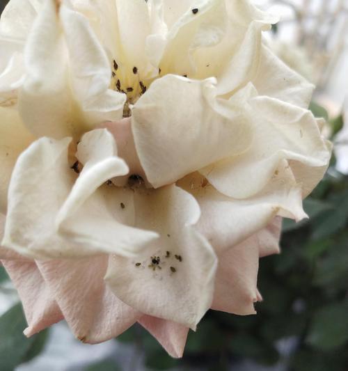 佛手掌生白虫子，该如何处理？（探究佛手掌生白虫子的原因与解决方法）