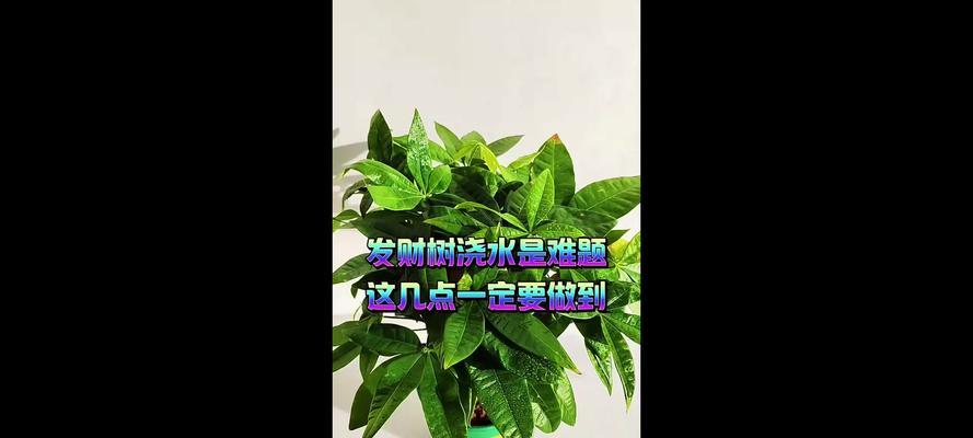 发财树的浇水技巧（室内发财树如何正确浇水？浇水频率、浇水量与浇水时间的）