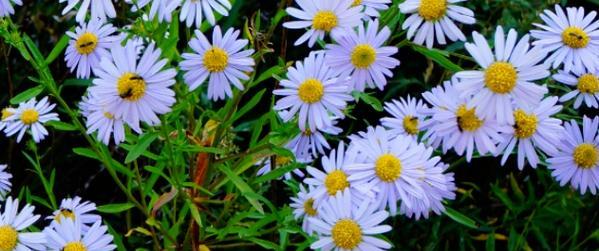 如何正确浇水给狗娃花（掌握关键步骤，让狗娃花健康成长）