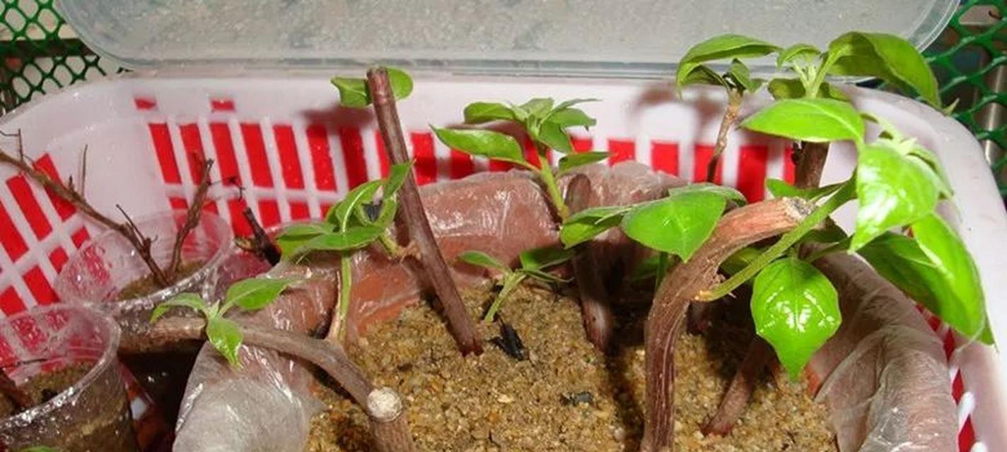 三角枫的自愈合能力及其重要性（探秘三角枫独特的自愈合机制，为生态保护带来新的启示）