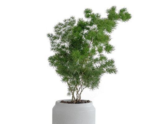 蓬莱松与天门冬的区别及功效（中药材蓬莱松和天门冬的药性特点及应用）