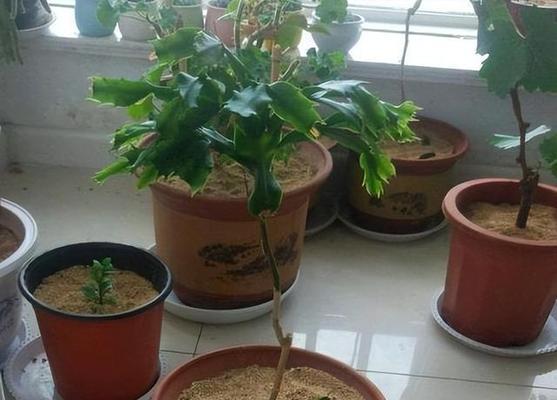 解决养花土壤板硬的问题（快速改善土壤质地，使其更适合植物生长）