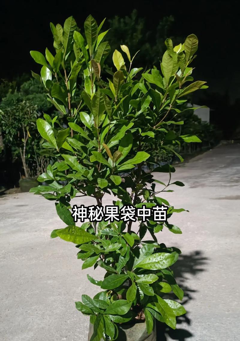 神秘果苗真假的识别方法（如何准确分辨神秘果苗的真伪）